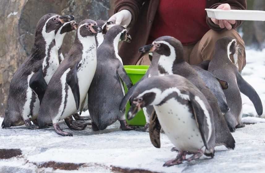 Pražská zoo: vstup 100 Kč, senioři 70+ za 1 Kč