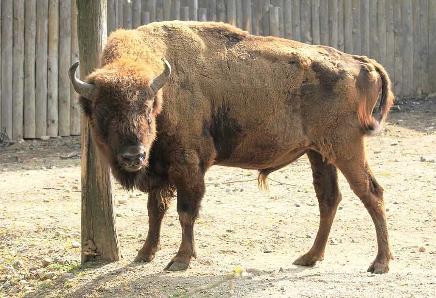 Zoo Praha otevřela nový domov pro zubry: ožívá lesostep v Dolních Počernicích