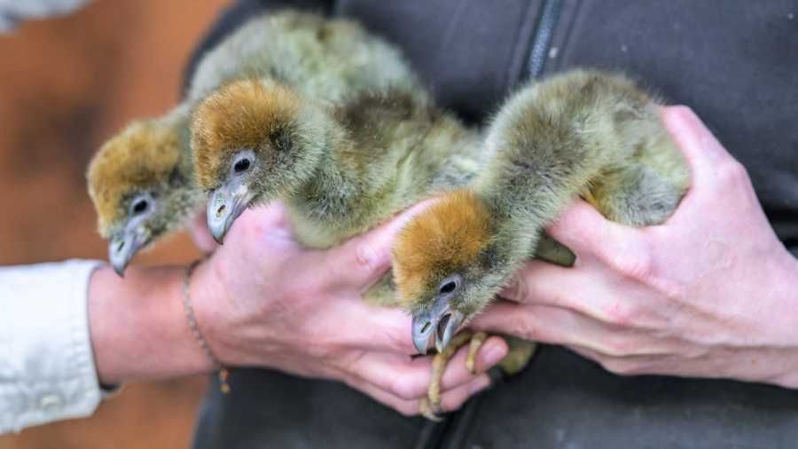 Pražská zoo triumfuje: čáji obojková opět mezi námi po 40 letech!