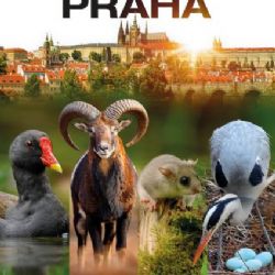 Film Planeta Praha vstupuje do kin. Snímek podpořilo i hlavní město Praha