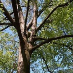 Hlavnímu městu se daří naplňovat plán vysadit milionu stromů za osm let