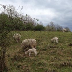 I letos se do vzácných přírodních oblastí Prahy vrací stáda skotu, ovcí a koz