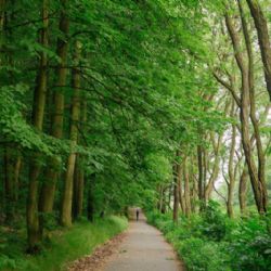 Lepší správa zeleně v Praze. Všechna data nově na jednom místě