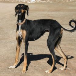 Praha eviduje na svém území přes 90 tisíc psů