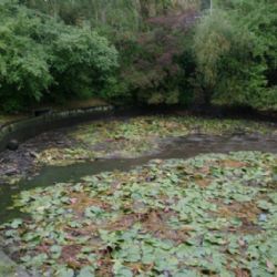 Praha obnoví další rybníky a vybuduje i fontány na Letné