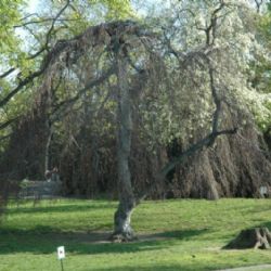 Praha rozdělí téměř 170 milionů na modro-zelené projekty