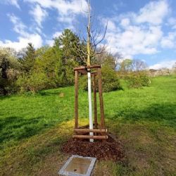 Primátor zasadil lípu na Petříně jako připomínku 30. výročí samostatné České republiky