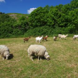 Stáda ovcí, koz a skotu spásají pražské stráně i louky