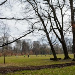 Úprava volného pohybu psů se v chystané novele vyhlášky nemění