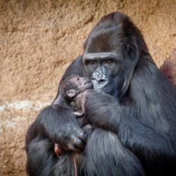 V pavilonu Rezervace Dja v pražské zoo se narodilo první gorilí mládě