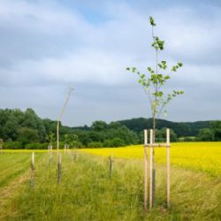 V soutěži Adapterra Awards 2021 zabodoval les bez pasek, 200 km alejí pod Blaníkem i zelený domov pro seniory