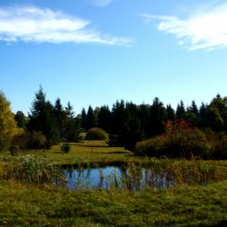 MŽP posílá 60 milionů korun na výsadbu stromů nebo tvorbu tůní a mokřadů