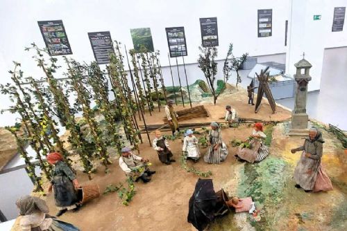 obrázek:Žatecký chmel: Nová výstava v muzeu oslavuje tradici a podporuje region