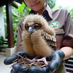 Mladý vzácný druh sovy se vrací do Zoo Praha