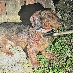 Seniorku ošklivě pokousal pes z útulku