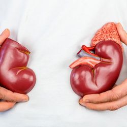 Pražský IKEM láme rekordy s 341 transplantacemi ledvin