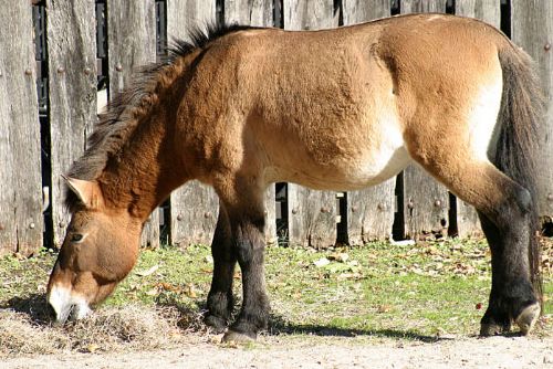 Foto: Návrat legendárních koní Převalských do pražské zoo
