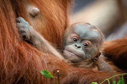 Foto: Orangutáně v Zoo Praha - veřejnost vybírá jméno