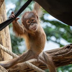Po utopení orangutana Zoo mění expozici