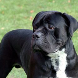 První klonovaný pes ve střední Evropě dorazil do Prahy