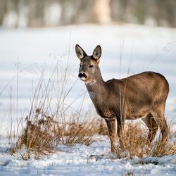 Jak můžete v zimním období pomoci zvířatům a neuškodit