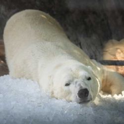 Zoo v ČR bojují s vedrem: Milionové investice a tuny ledu