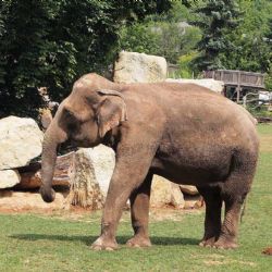 Pražská zoo otevřela novou sezonu: Arktida a stromoví humři!