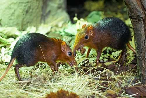 Foto: Pražská zoo slaví: první odchov bércounů Petersových v ČR