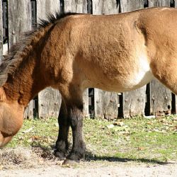 Kůň Převalského se díky Zoo Praha vrací do Kazachstánu