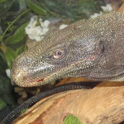 Nový pár varanů v Zoo Praha: Salva a Dorian okouzlí elegancí!