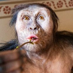 Praha odhaluje tajemství lidské evoluce: fosilie Lucy a Selam poprvé v Evropě