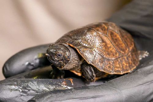 obrázek:Zázrak v Zoo Praha: první přirozený odchov ohrožených orlicií bornejských