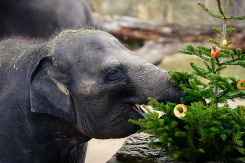 obrázek:Zoo Praha použije vánoční stromky jako krmení pro zvířata