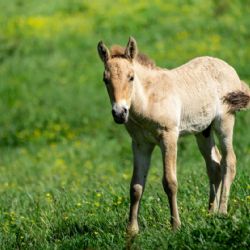 250. hříbě koně Převalského