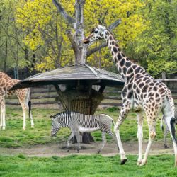 Africká savana v Zoo Praha je znovu obydlená