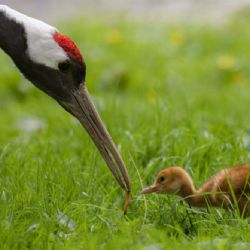 „Babyboom“ v Zoo Praha. Jaká mláďata v těchto dnech uvidíte?