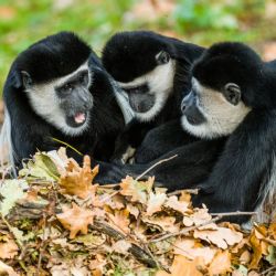 Barevný podzim v Zoo Praha láká návštěvníky i zvířata