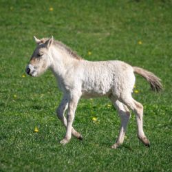 Boom hříbat v Dolním Dobřejově, stěhování koní Převalského z Troji