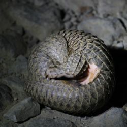 Čeští ochránci přírody spouští program na ochranu luskounů na Sumatře