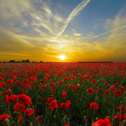 Den válečných veteránů na náměstí Míru připomněl odvahu a statečnost našich vojáků