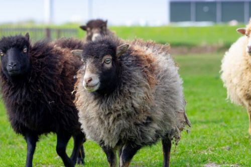obrázek:Díky ovcím ušetřil Amazon za sekání trávy již stovky tisíc korun