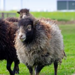 Díky ovcím ušetřil Amazon za sekání trávy již stovky tisíc korun