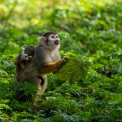 Do skupiny kotulů v Zoo Praha přibyla dvě mláďata