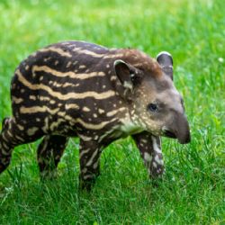 Do Zoo Praha na komentovaná krmení a do otevřených pavilonů