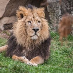 Dočkáme se v Praze mláďat lva indického?