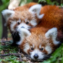 Dvojčata pandy červené v Zoo Praha už zkoumají svůj venkovní výběh