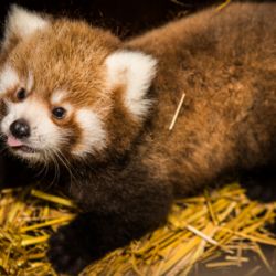 Dvojitá radost v Zoo Praha. Narodila se mláďata pandy červené