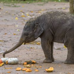 Dýňové hody a soutěž o největší dýni pro zvířata v Zoo Praha