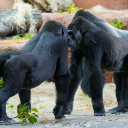 Gorilí rodina v Zoo Praha je pohromadě. Nováčci se spojili se zbytkem skupiny