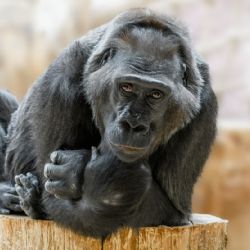 Gorilí samice Kamba oslaví 50. narozeniny